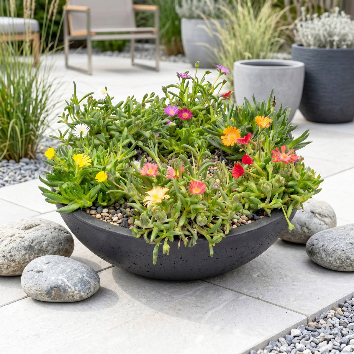 Isört mix Delosperma , kruka ø7 cm