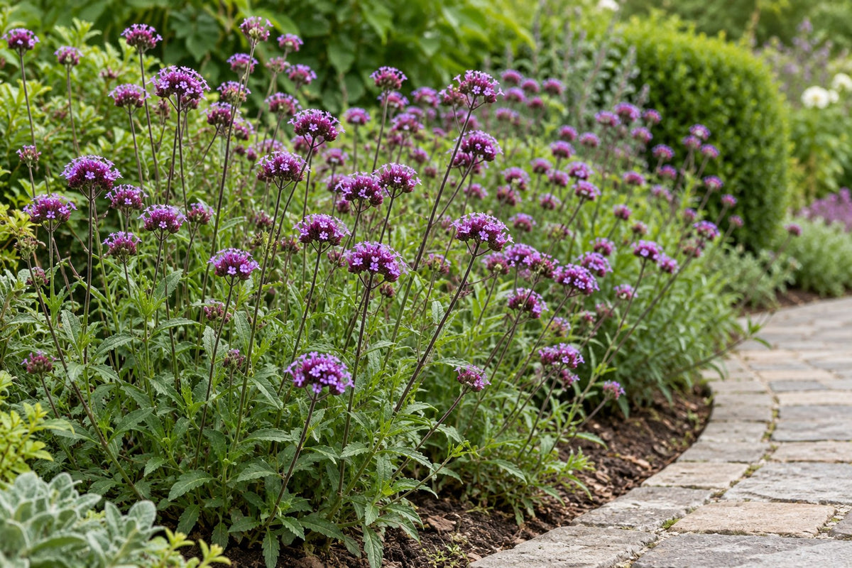 Verbena di Buenos Aires 'Lollipop' piantata in giardino