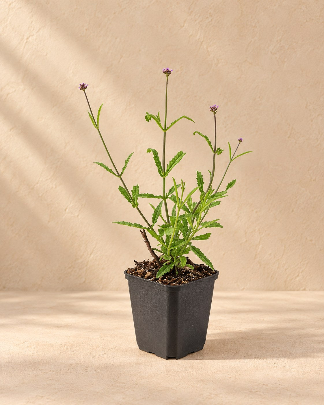 Verbena di Buenos Aires 'Lollipop' in vaso di coltivazione