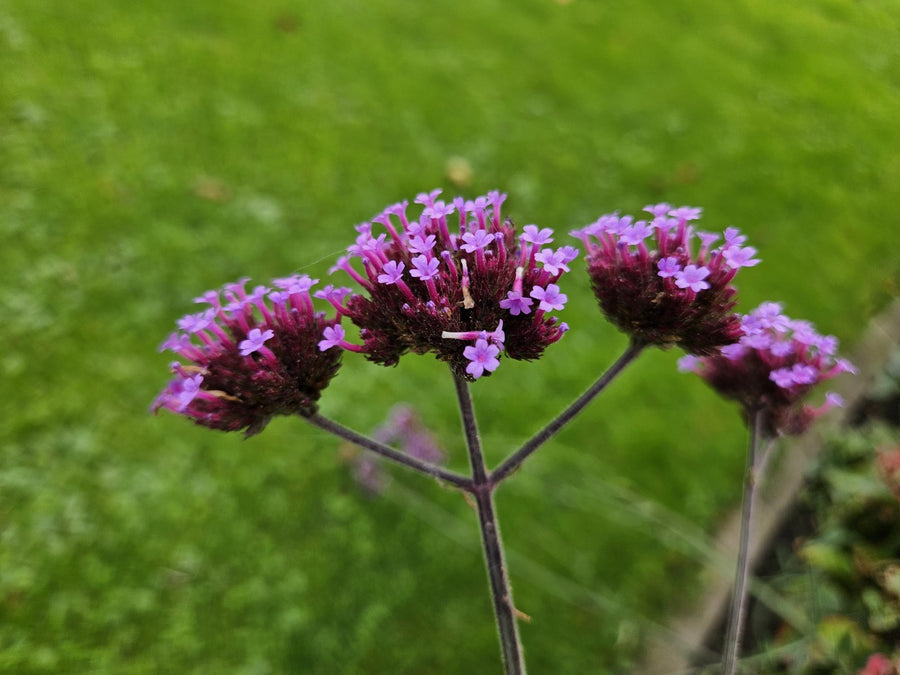 Verbena di Buenos Aires 'Lollipop' (Verbena bonariensis)