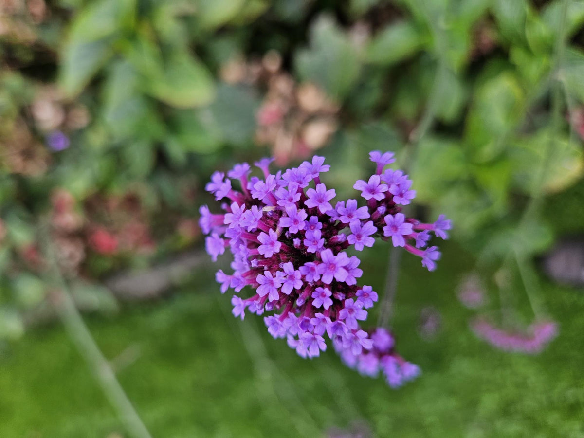 Verbena di Buenos Aires 'Lollipop' in giardino