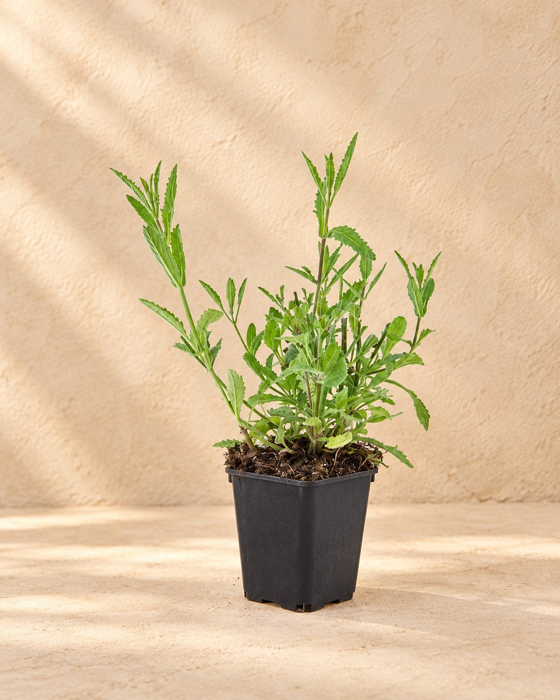 Verbena patagonica in vaso di coltivazione