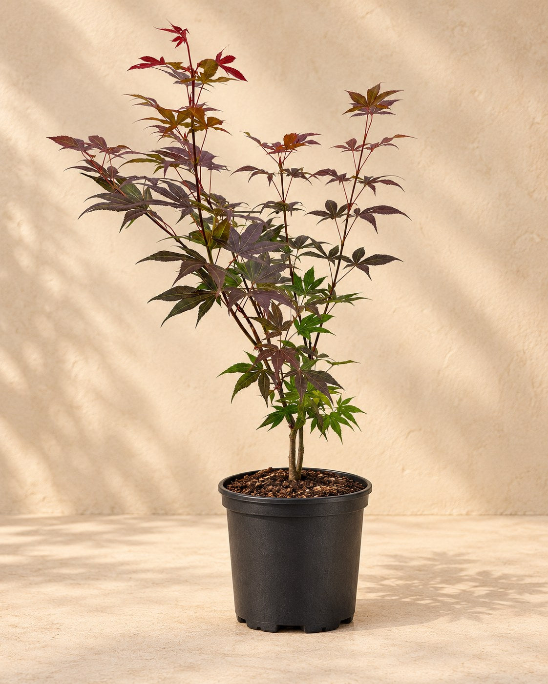 Japansk ahorn 'Atropurpureum' i dyrkningspotte