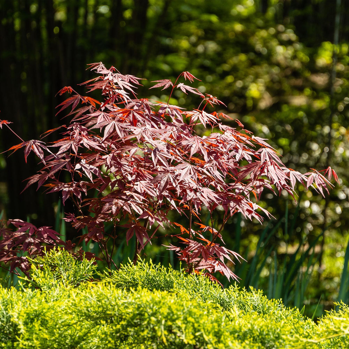 Klon palmowy 'Atropurpureum' w ogrodzie