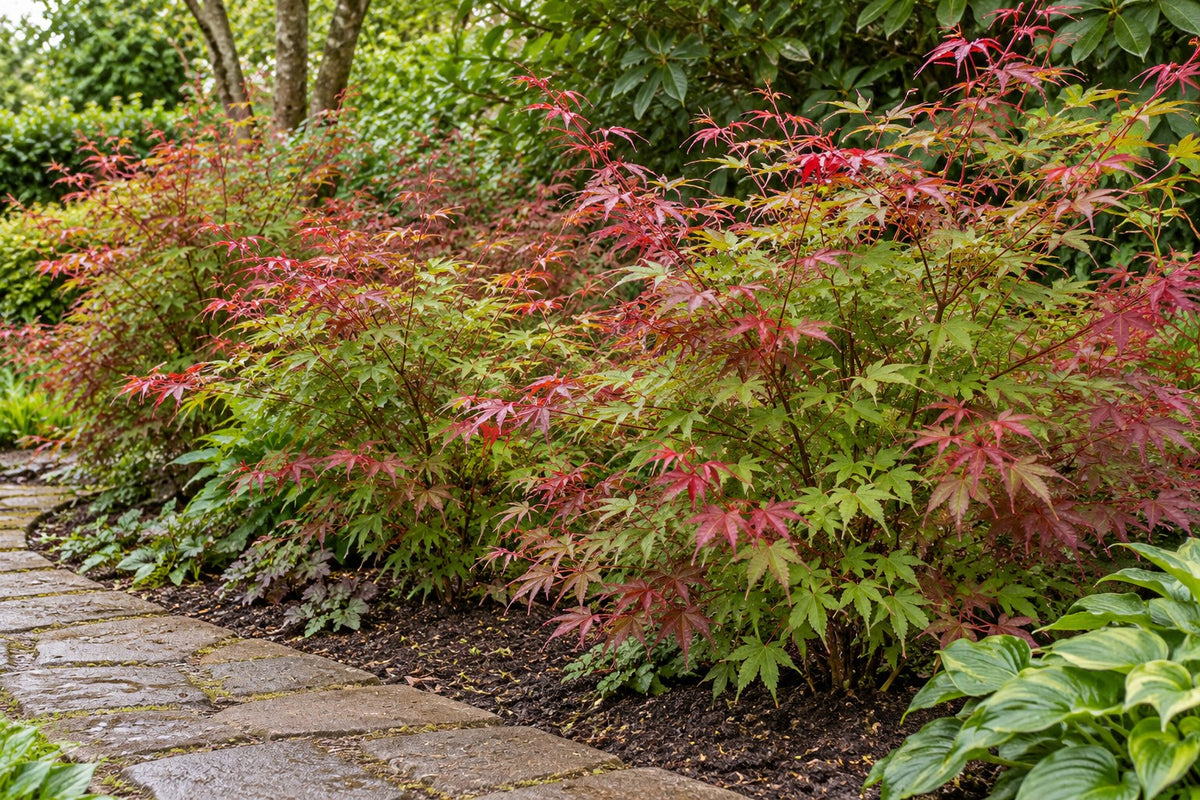 Japanese maple 'Beni Maiko' planted in the garden