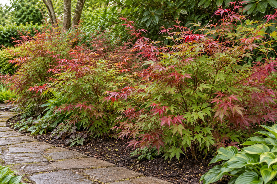 Japanese maple 'Beni Maiko' (Acer palmatum)