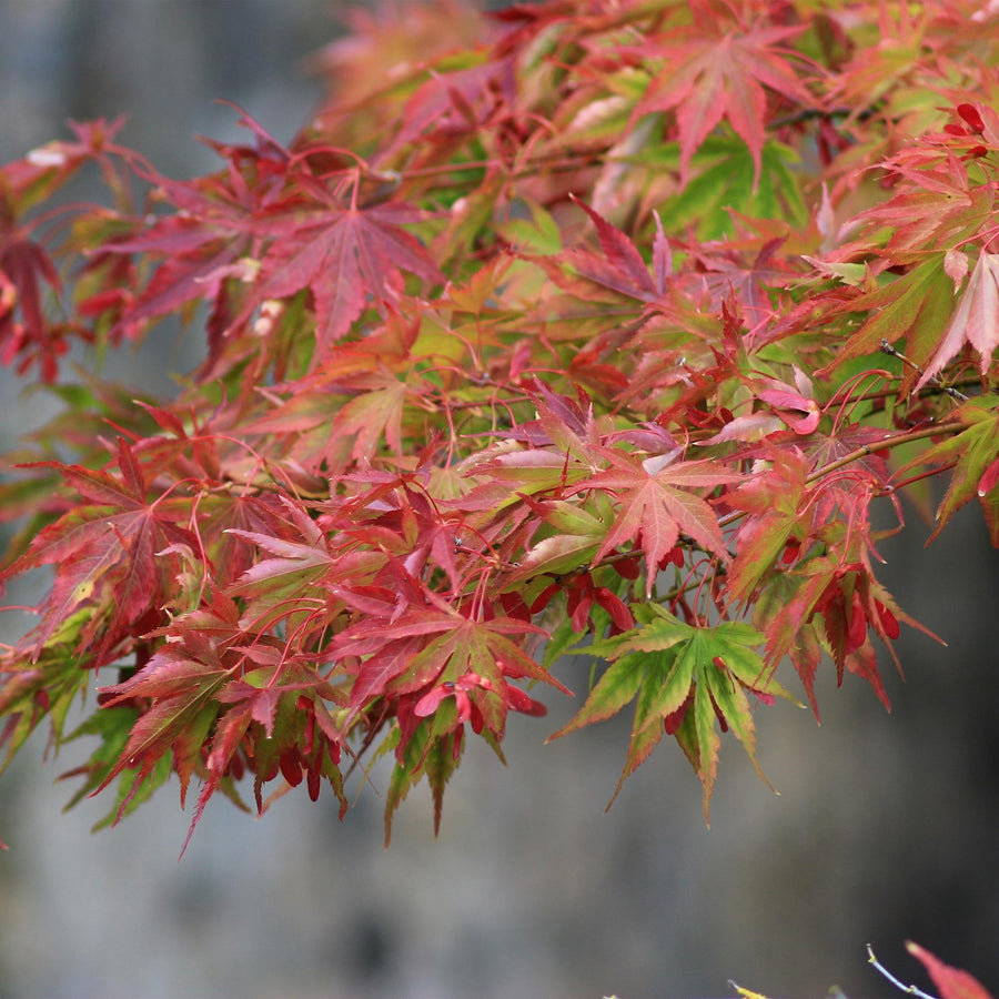 Japanese maple 'Beni Maiko' (Acer palmatum)