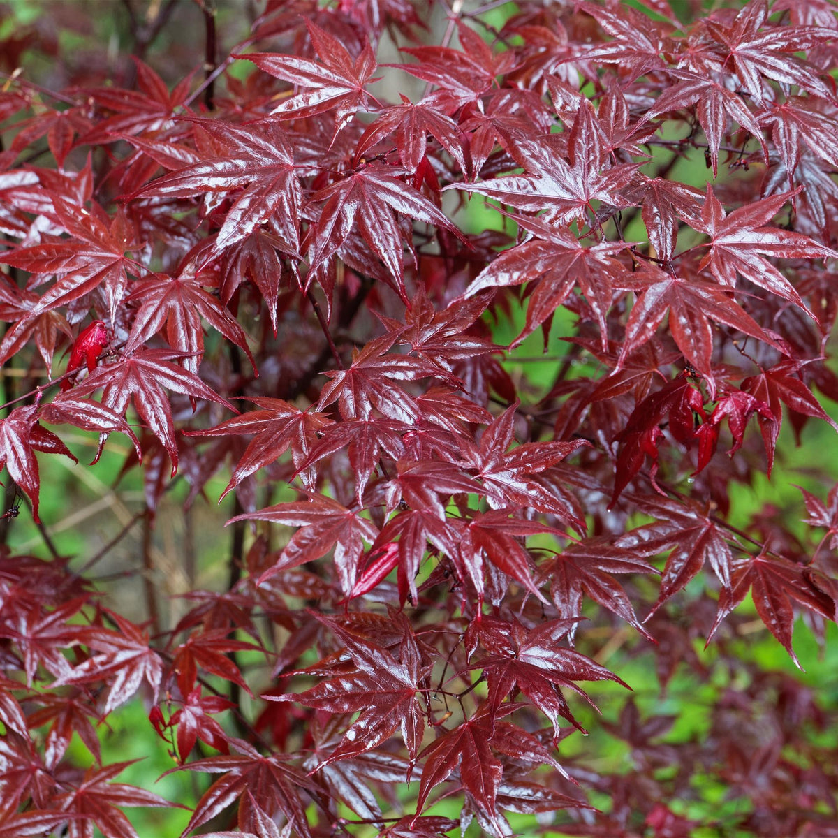 Japanse esdoorn 'Bloodgood' in de tuin