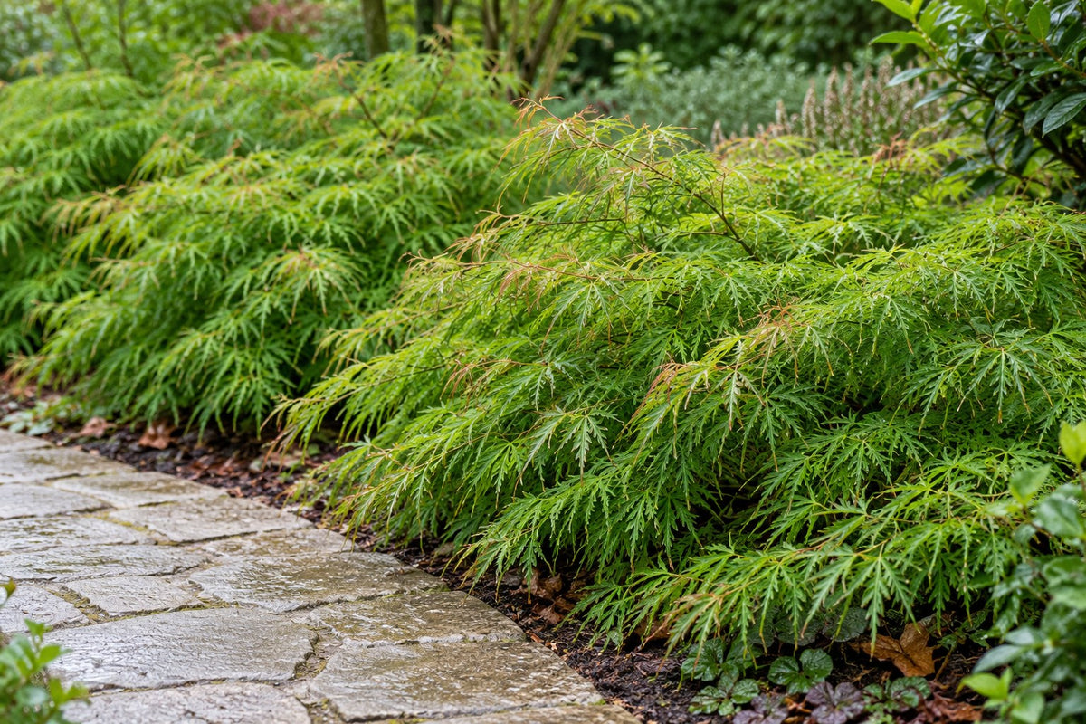Japanse esdoorn 'Emerald Lace' aangeplant in de tuin