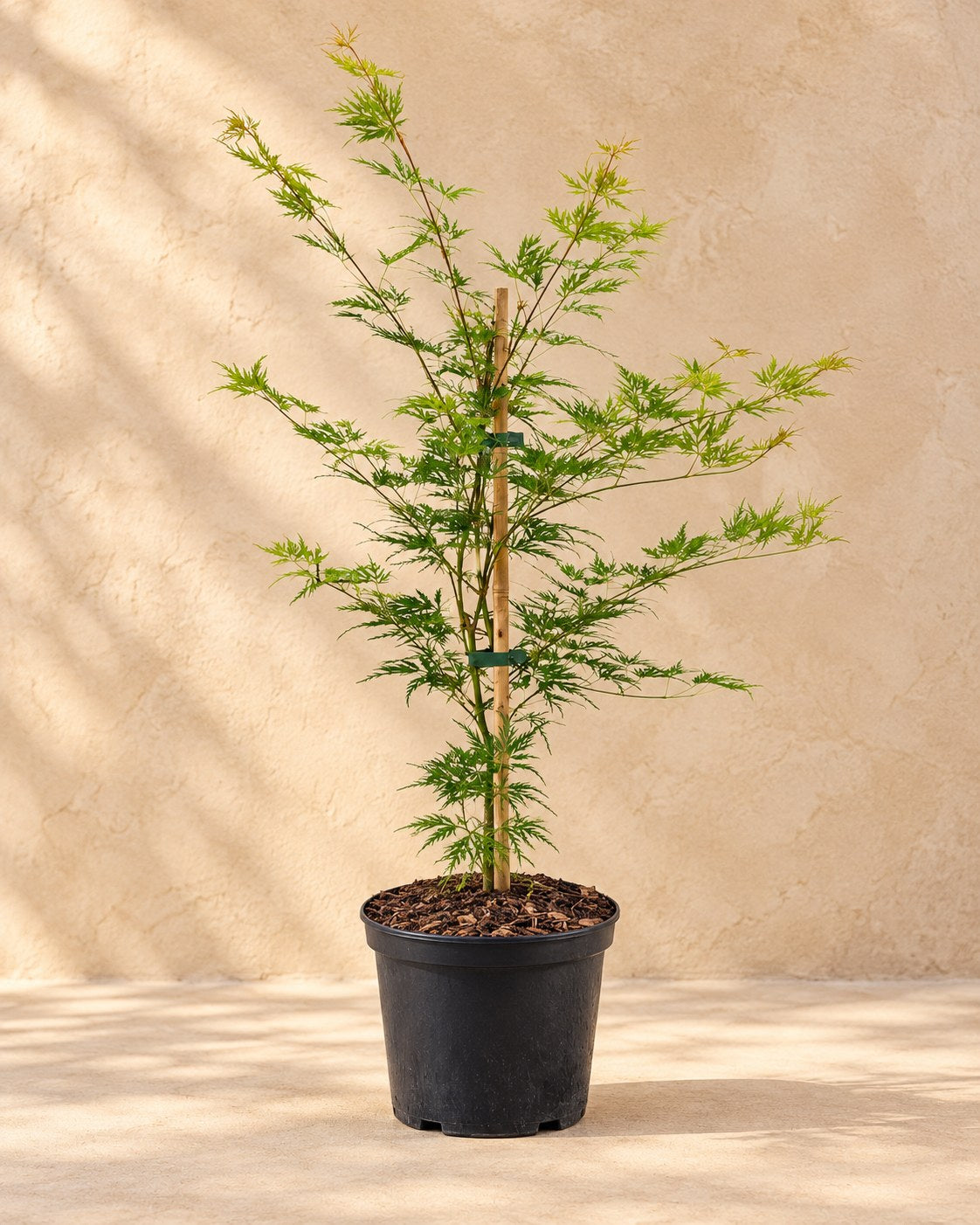 Japanse esdoorn 'Emerald Lace' in kweekpot