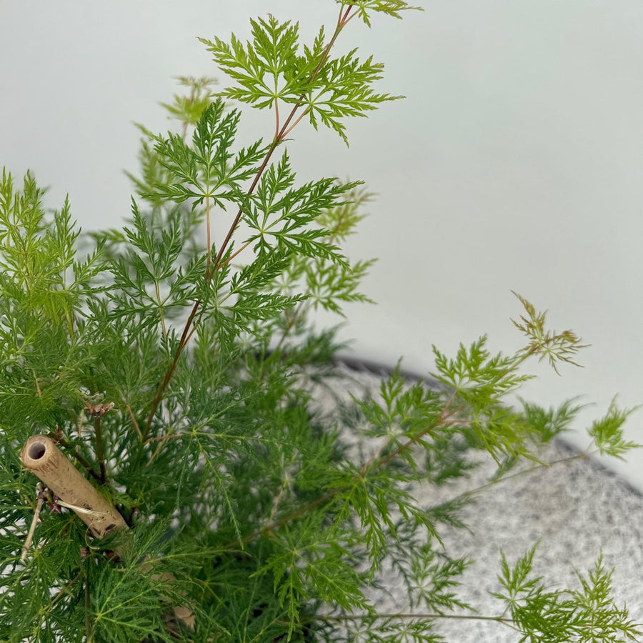 Japanse esdoorn 'Emerald Lace' (Acer palmatum)