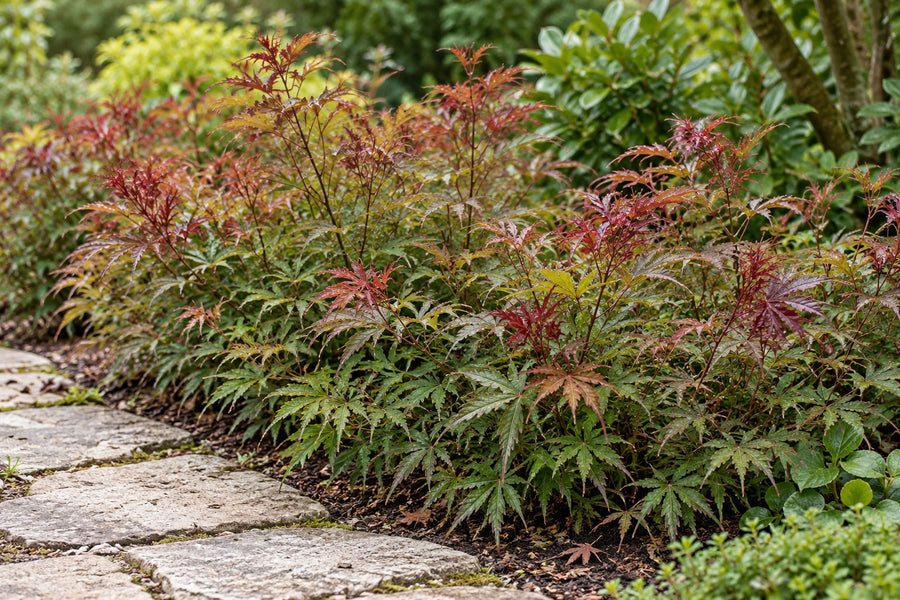 Japanse esdoorn 'Jerre Schwartz' (Acer palmatum)