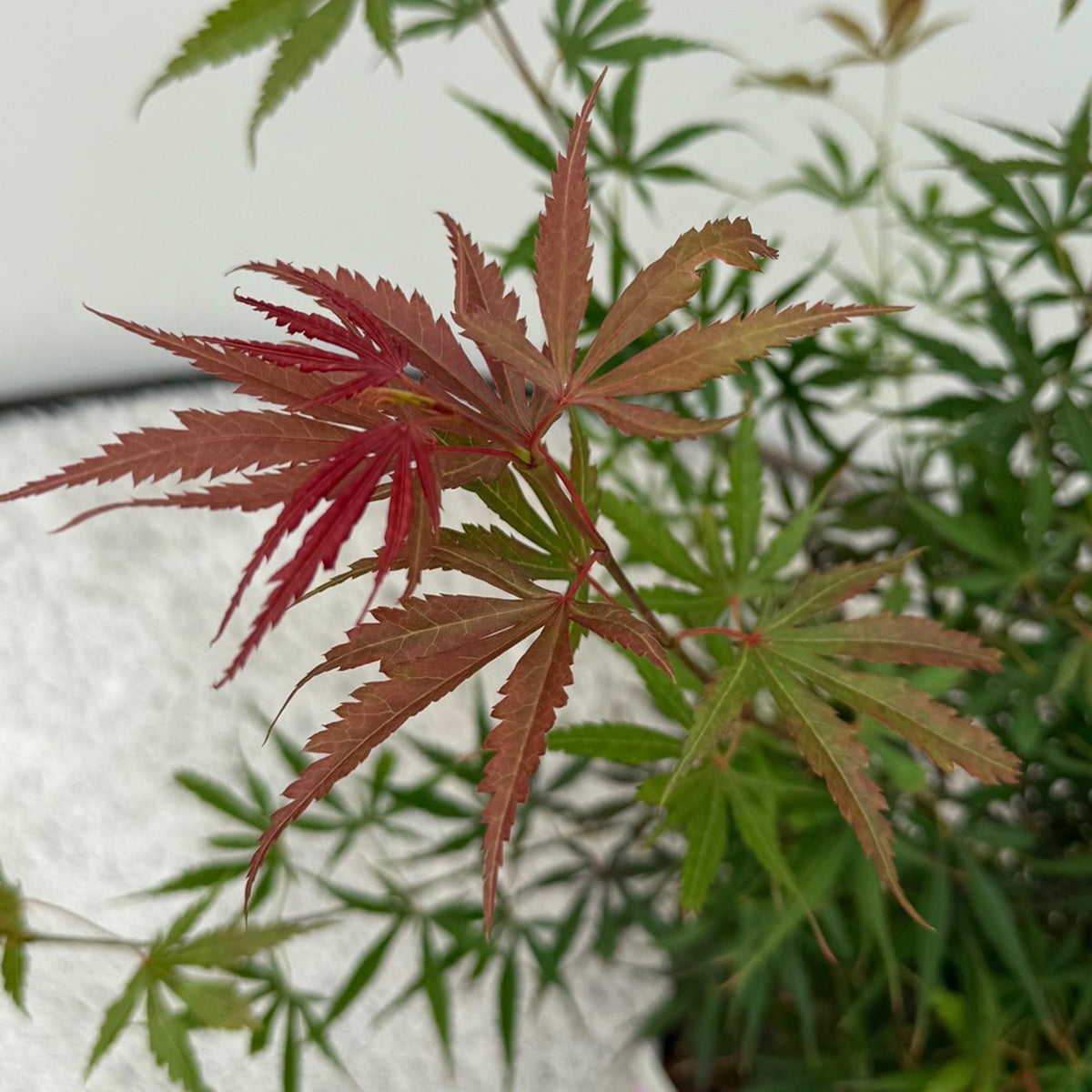 Japanse esdoorn 'Jerre Schwartz' in de tuin