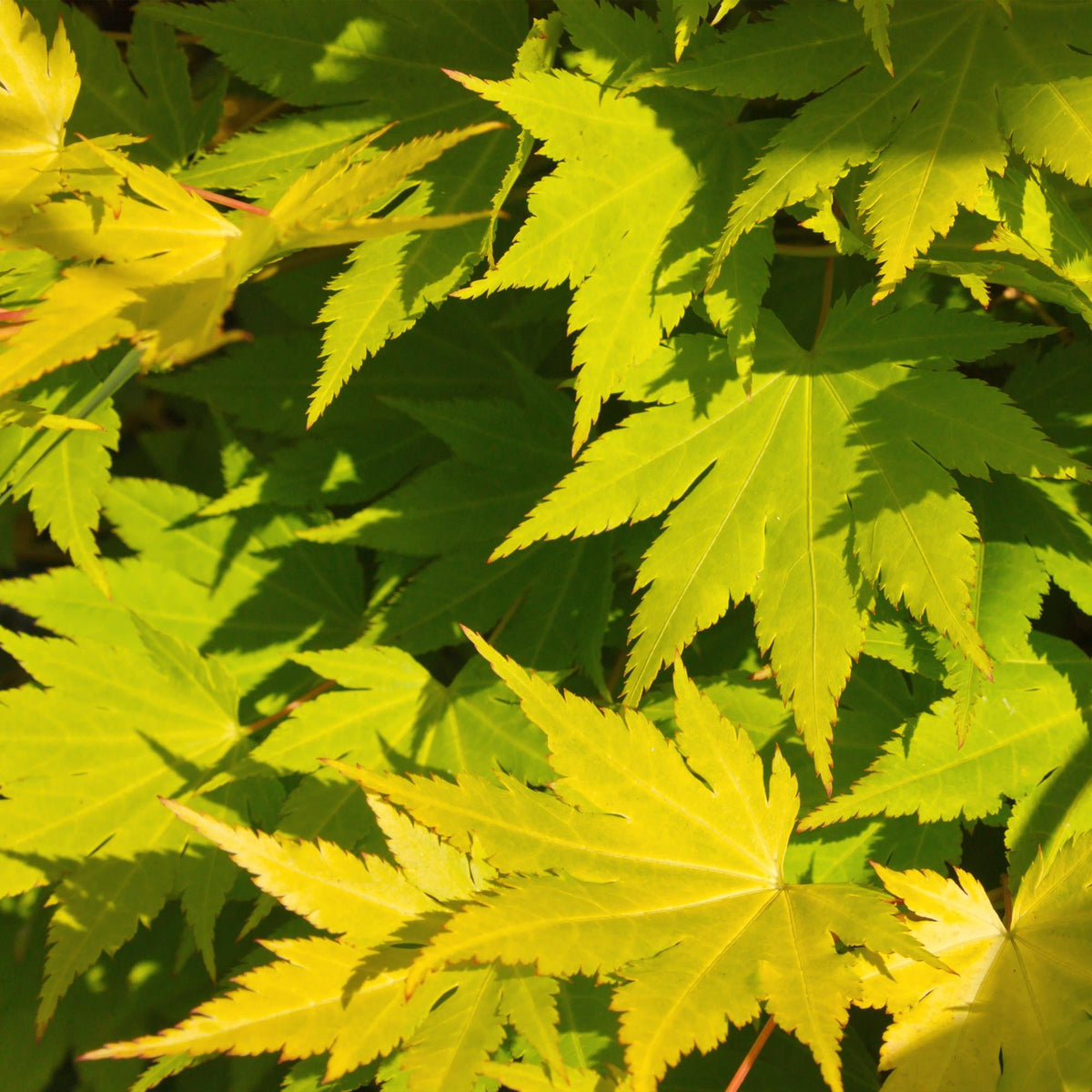 Japanese maple 'Jordan' in the garden