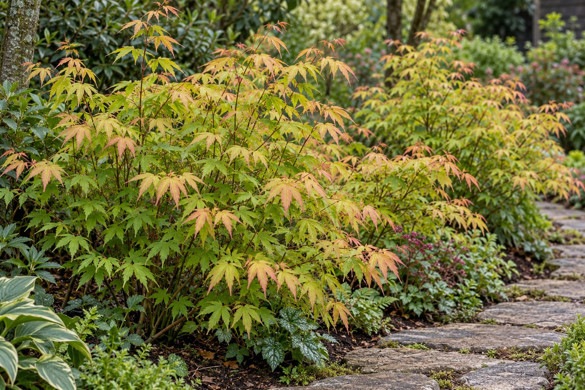 Japansk lönn 'Katsura' planterad i trädgården