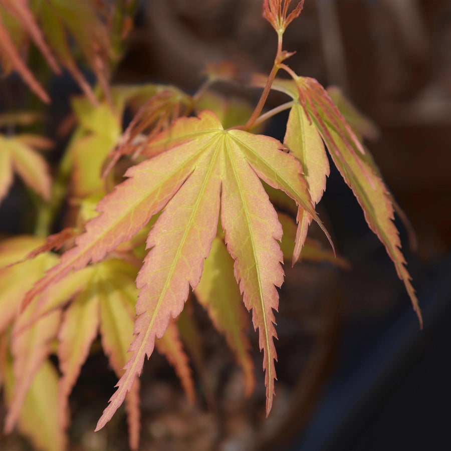 Japansk lönn 'Katsura' (Acer palmatum)