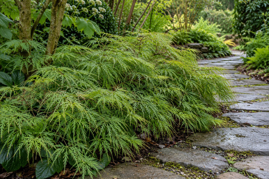 Fächerahorn 'Koto-no-ito' (Acer palmatum)