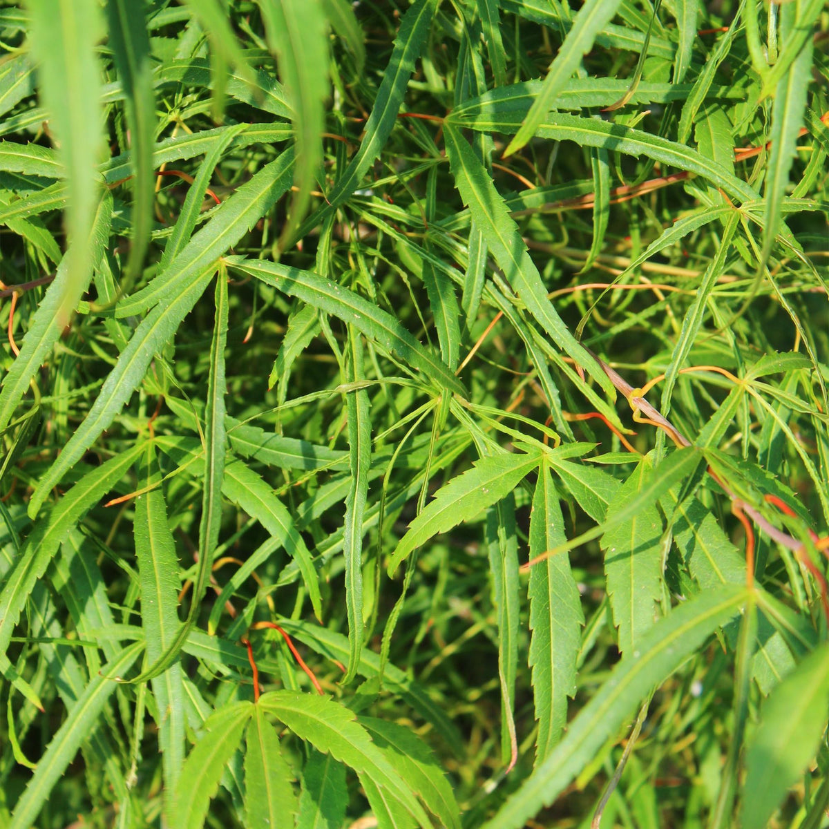 Fächerahorn 'Koto-no-ito' im Garten