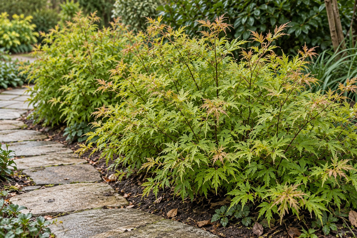 Japanse esdoorn 'Metamorphosa' aangeplant in de tuin