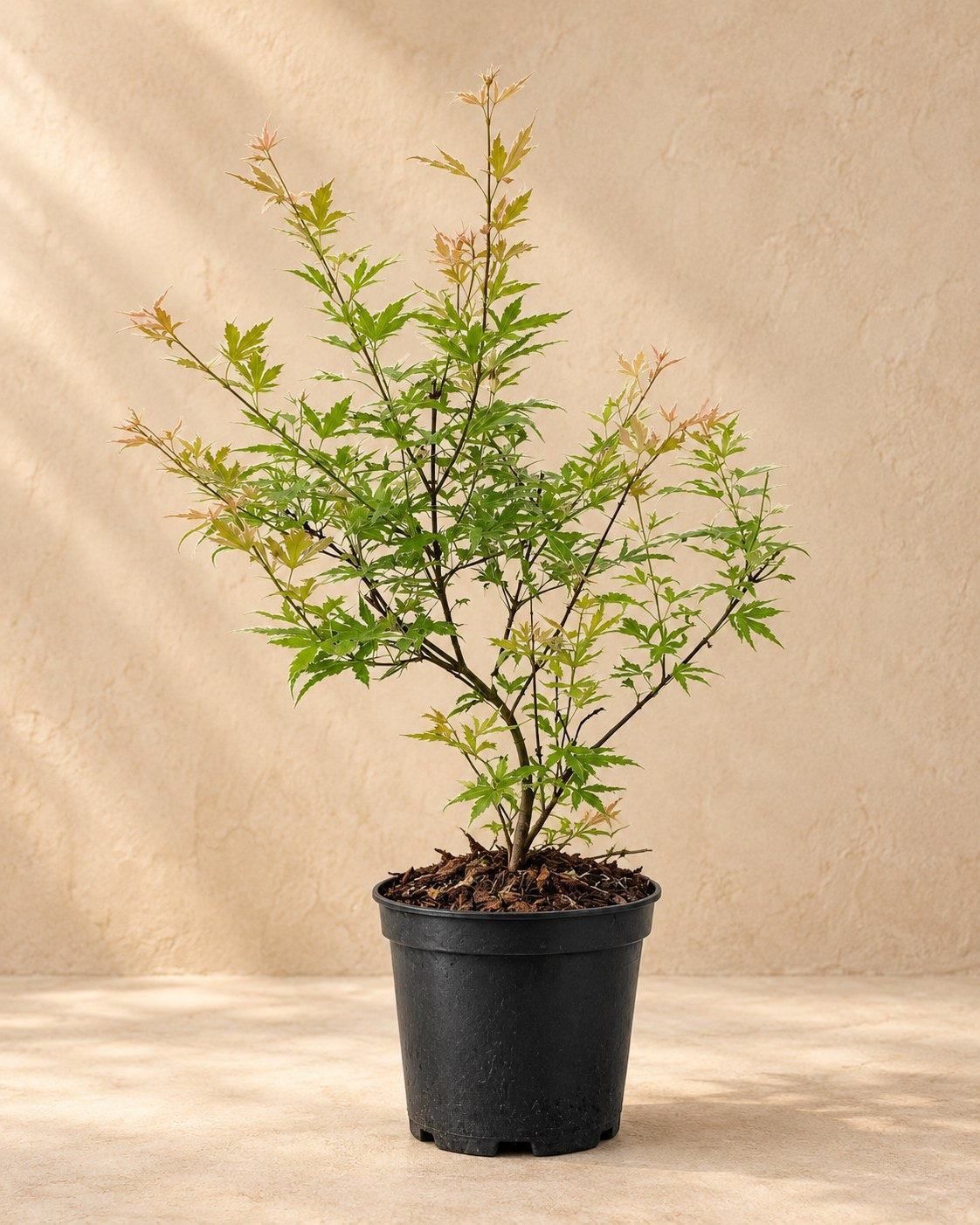 Japanse esdoorn 'Metamorphosa' in kweekpot