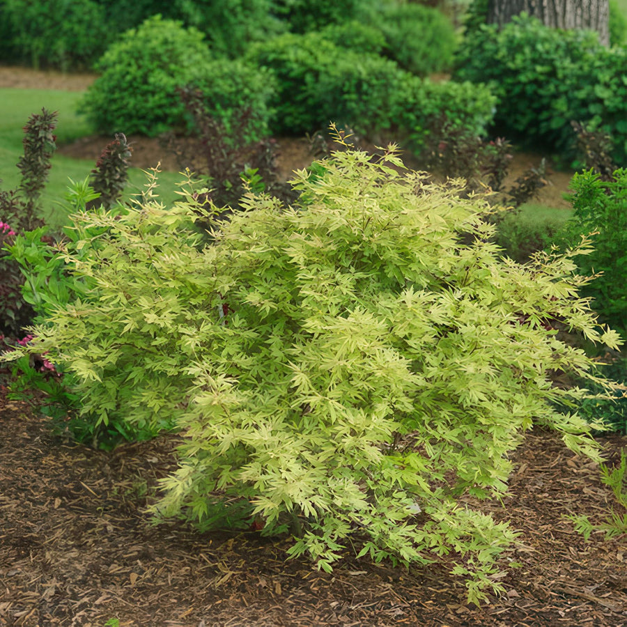 Japanse esdoorn 'Metamorphosa' (Acer palmatum)