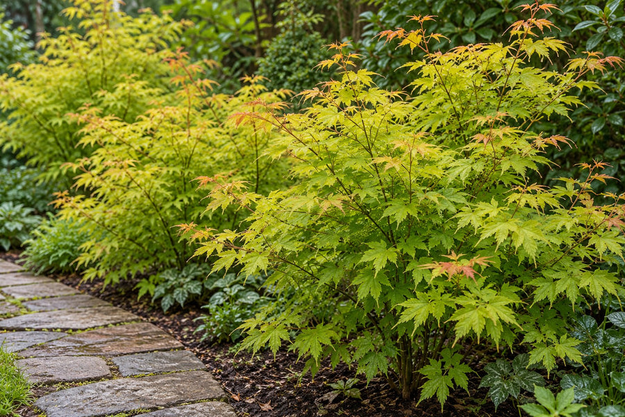 Japansk ahorn 'Orange Dream' (Acer palmatum)
