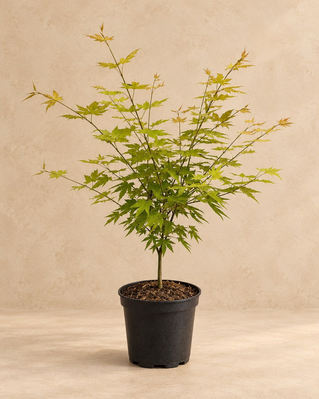 Japansk ahorn 'Orange Dream' i dyrkningspotte