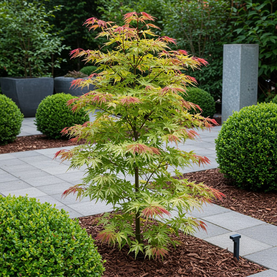 Japansk lönn 'Phoenix' (Acer palmatum)