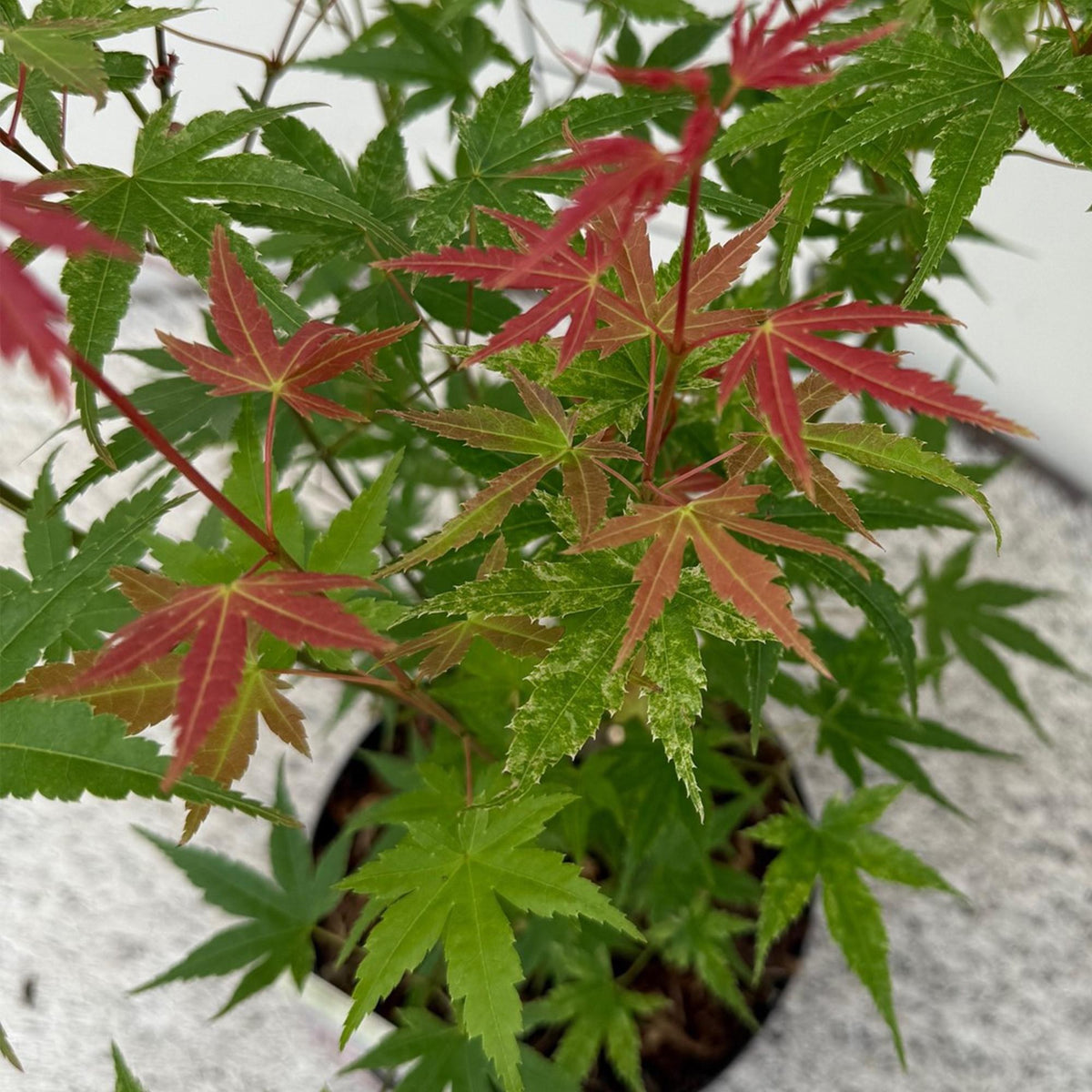 Japansk lönn 'Phoenix' i trädgården