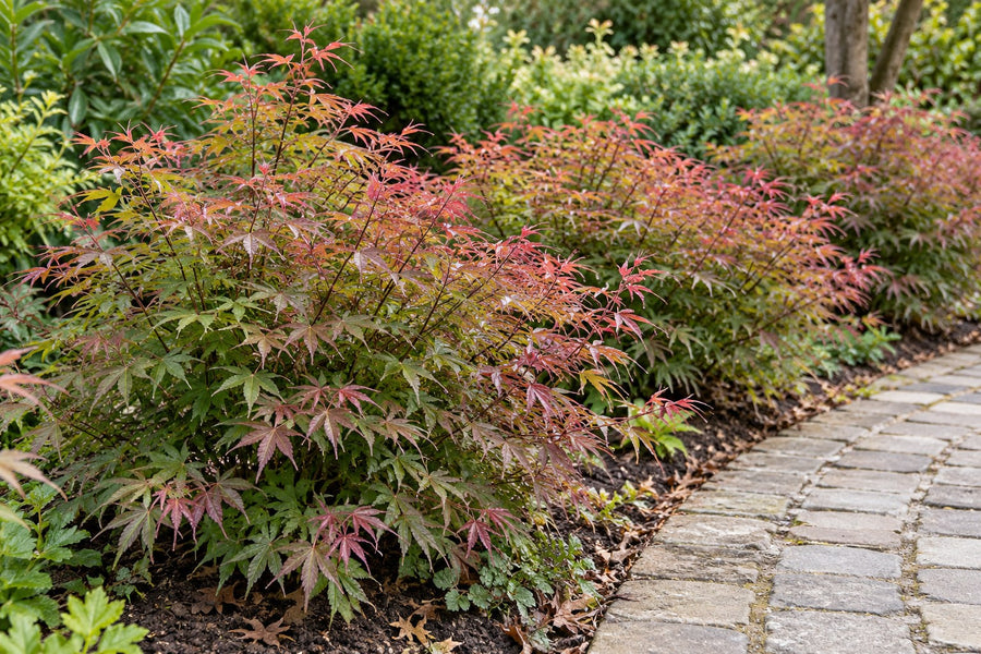 Japansk lönn 'Pink Dwarf' (Acer palmatum)