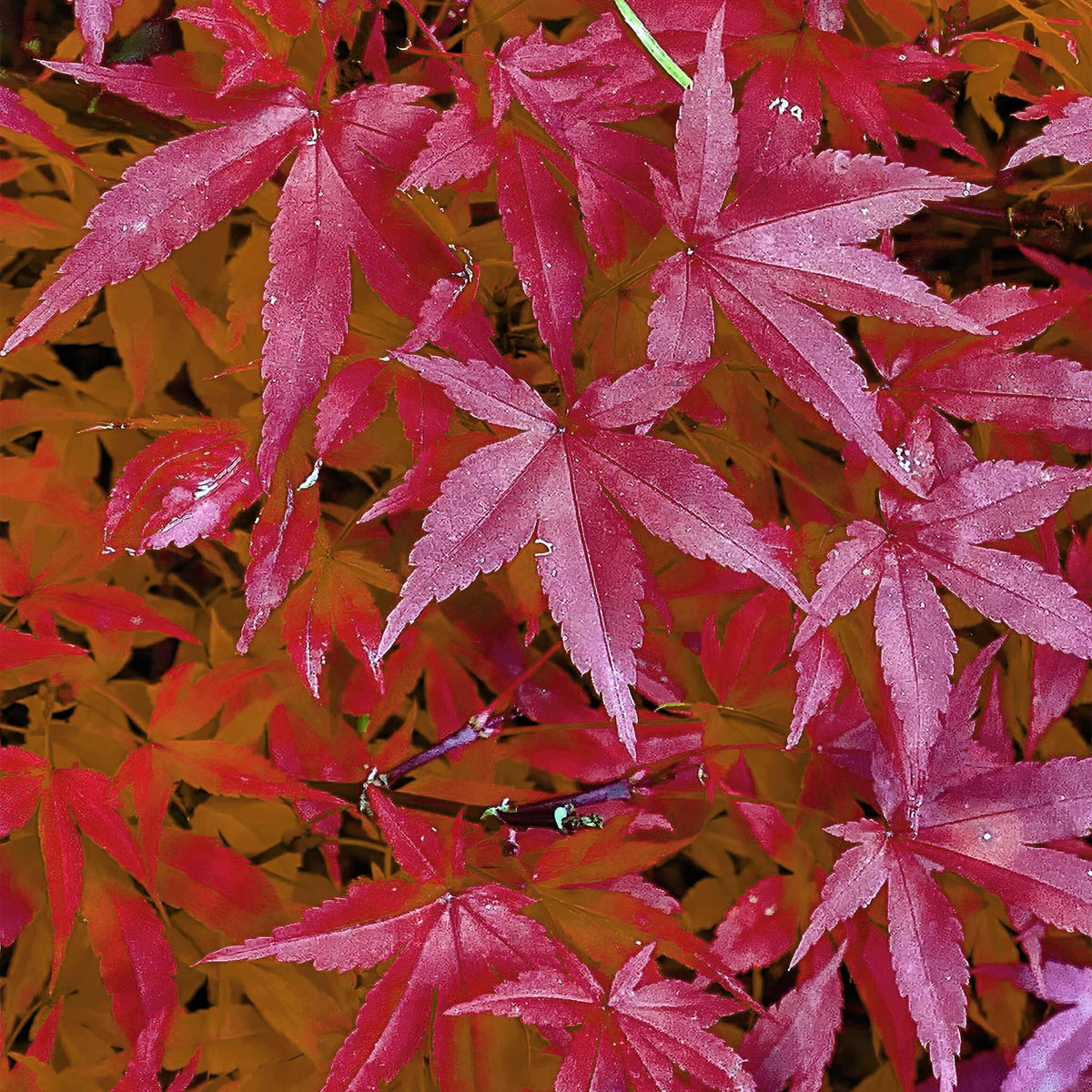 Japansk lönn 'Pink Dwarf' i trädgården