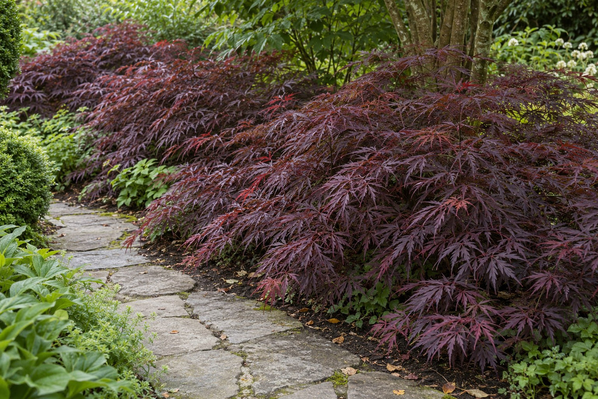 Japanse esdoorn 'Sumi-nagashi' aangeplant in de tuin