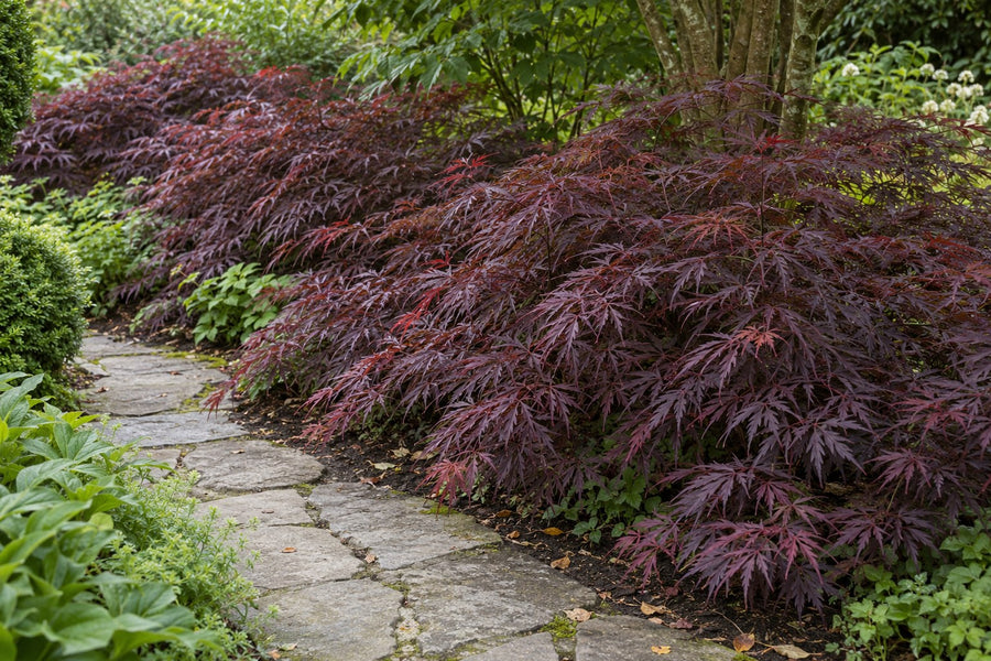 Japanse esdoorn 'Sumi-nagashi' (Acer palmatum)