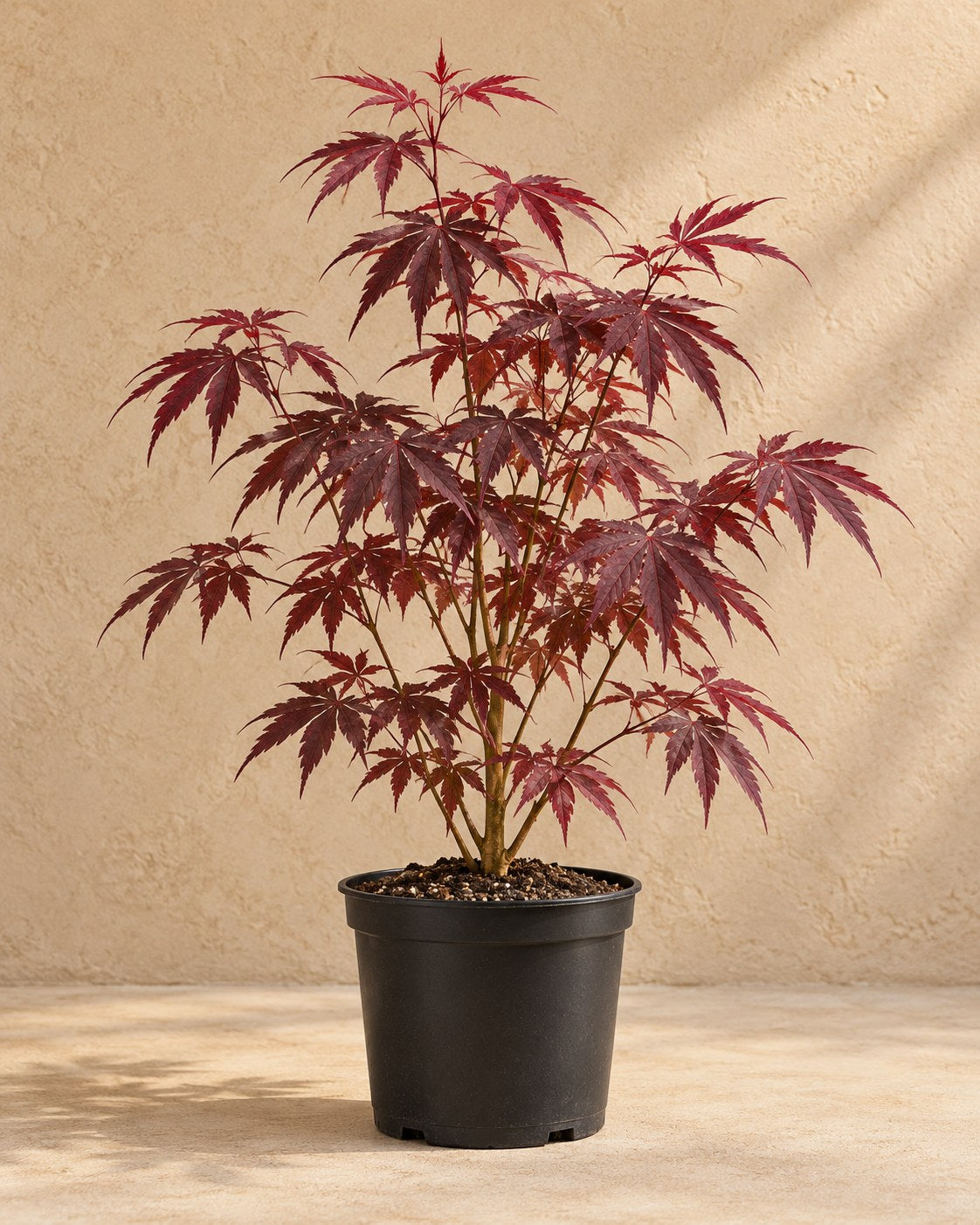 Japanse esdoorn 'Sumi-nagashi' in kweekpot