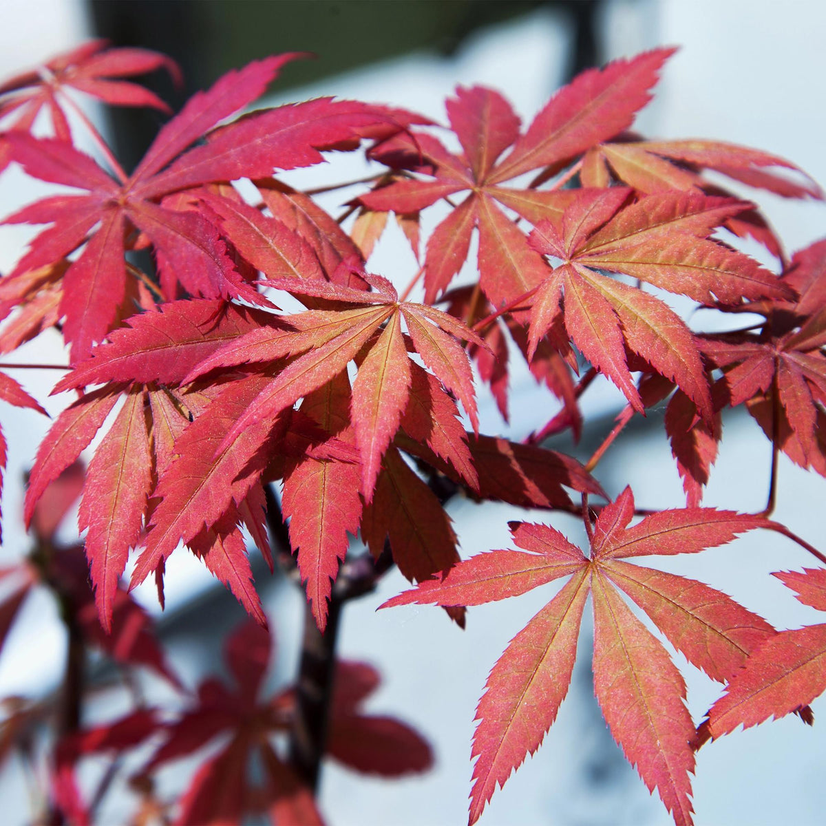 Japanse esdoorn 'Sumi-nagashi' in de tuin