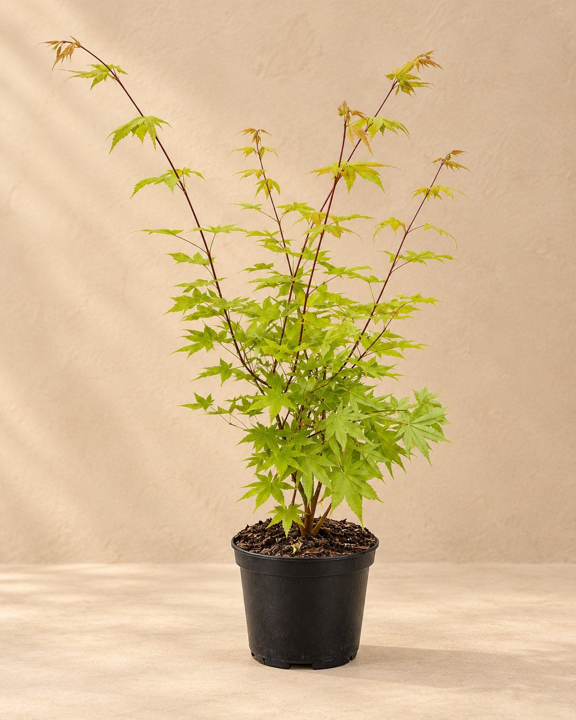 Japansk ahorn 'Summergold' i dyrkningspotte