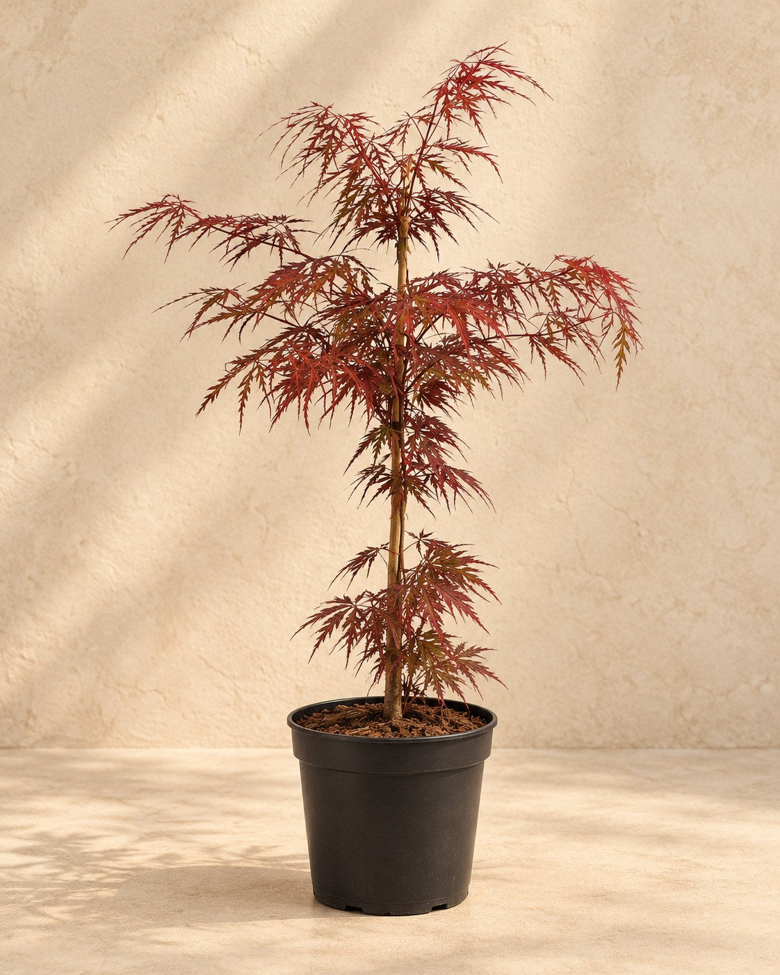 Japanse esdoorn 'Garnet' (Acer palmatum)