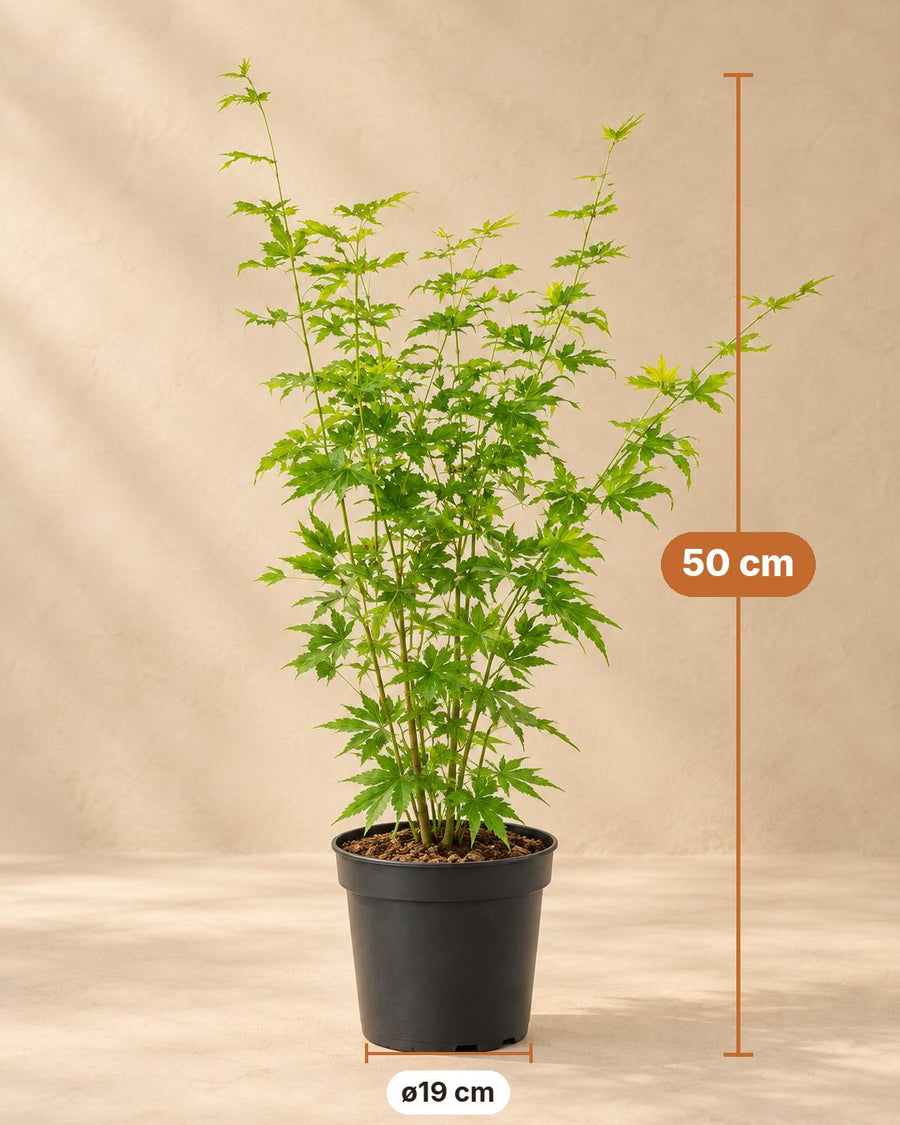 Acero giapponese 'Going Green' (Acer palmatum) alto 50 cm, vaso ø19 cm