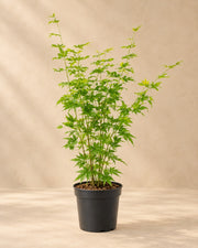 Acero giapponese 'Going Green' alto 50 cm, vaso ø19 cm