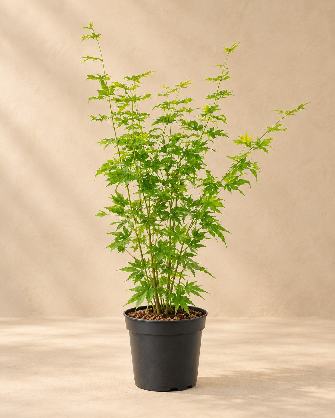 Acero giapponese 'Going Green' alto 50 cm, vaso ø19 cm