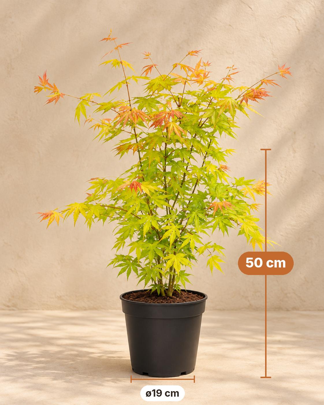 Japanese maple 'Orange Dream' 50 cm tall, pot ø19 cm