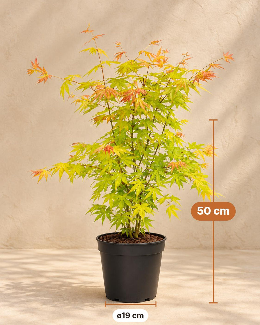 Japanese maple 'Orange Dream' (Acer palmatum) 50 cm tall, pot ø19 cm