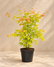 Japanese maple 'Orange Dream' 50 cm tall, pot ø19 cm
