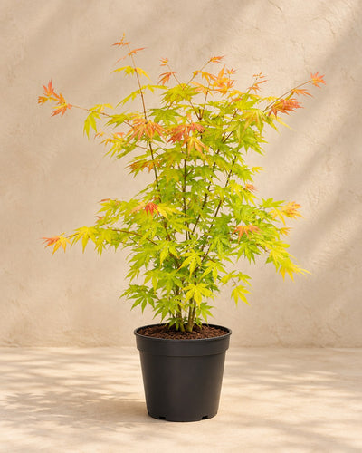 Japanese maple 'Orange Dream' 50 cm tall, pot ø19 cm