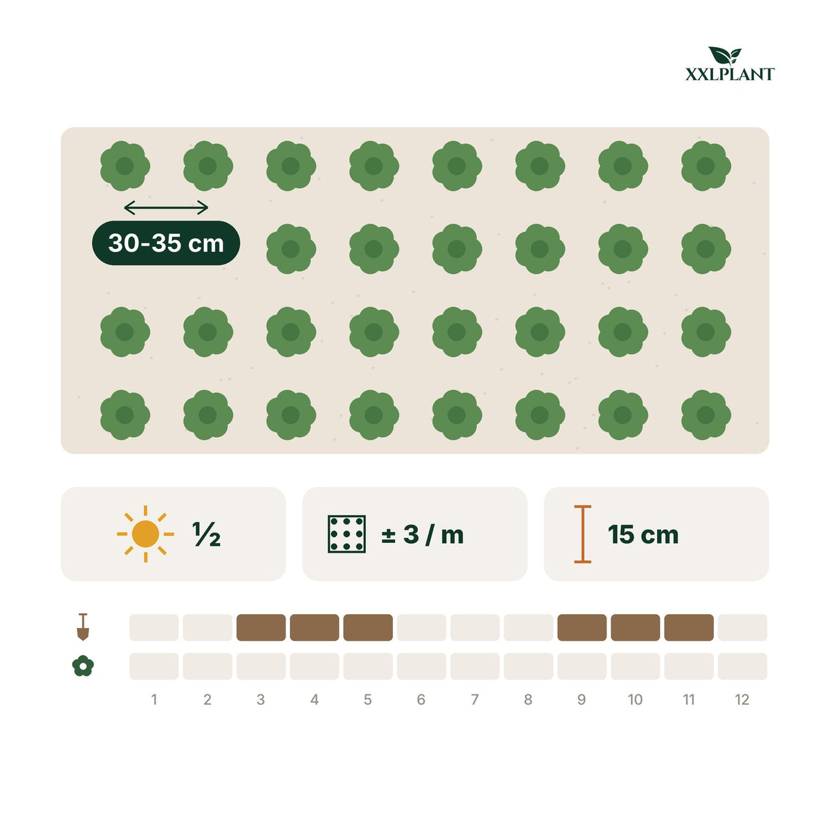 Guía de plantación Acebo japonés 'Jenny'