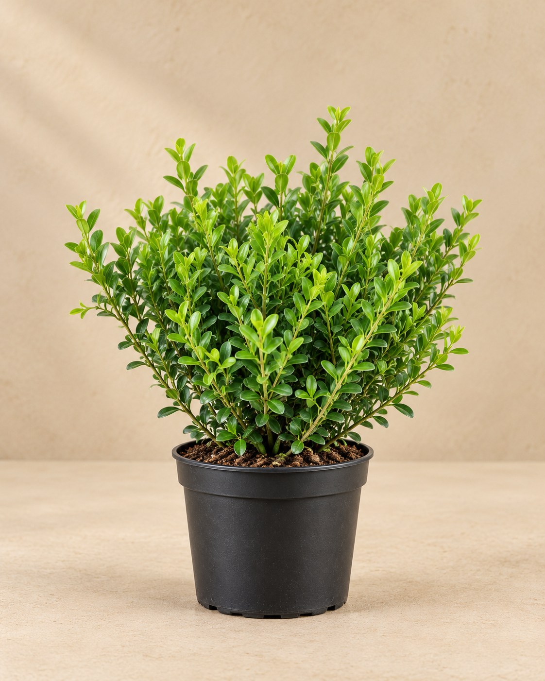 Acebo japonés 'Jenny' en maceta de cultivo