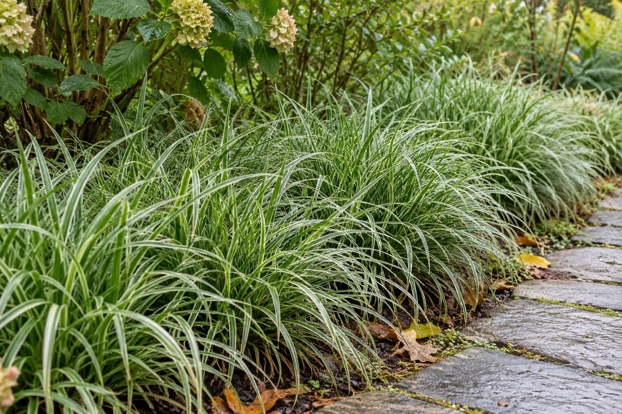 Japansk starr 'Ice Dance' (Carex morrowii)