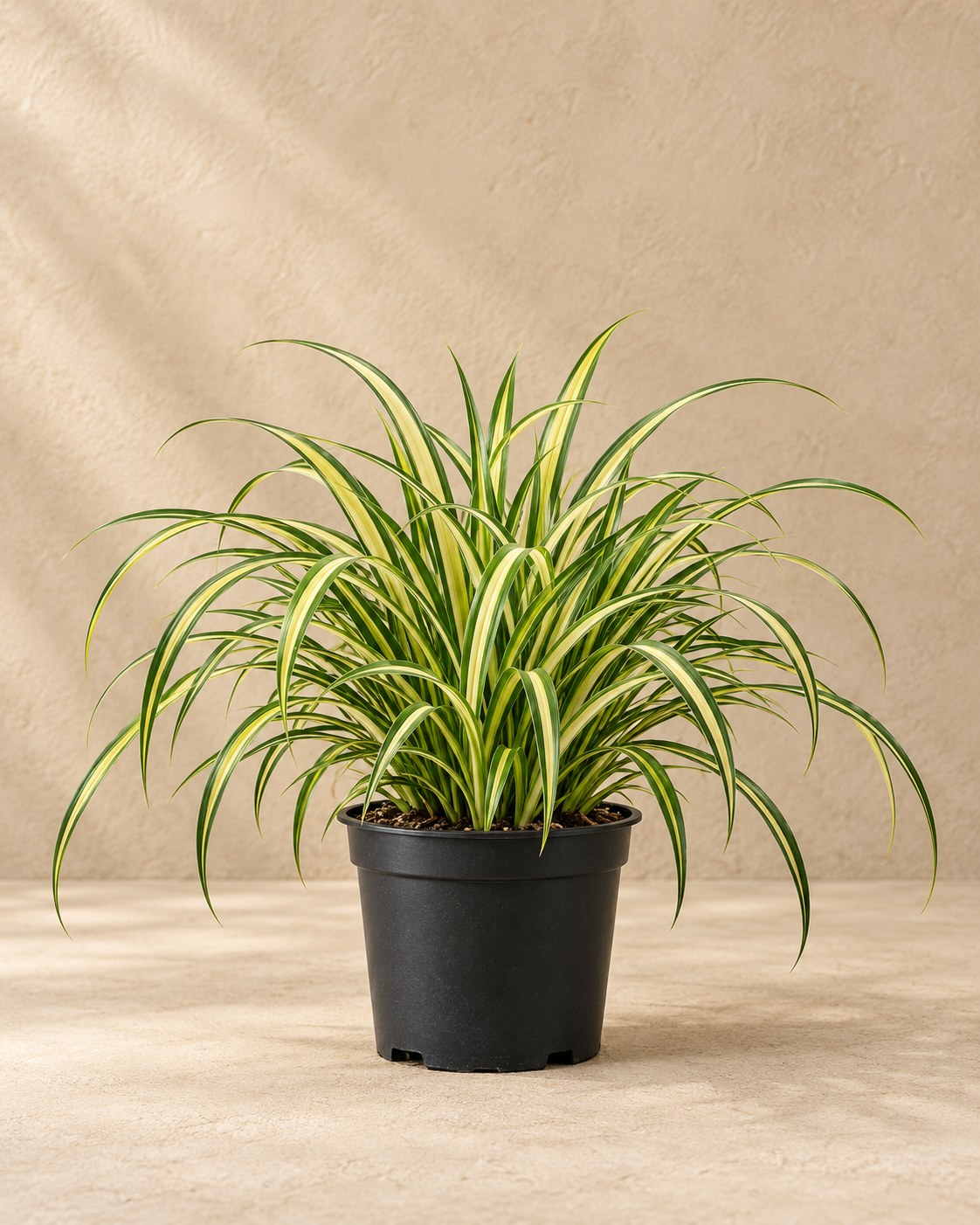 Japansk starr 'Aureovariegata' i odlingskruka
