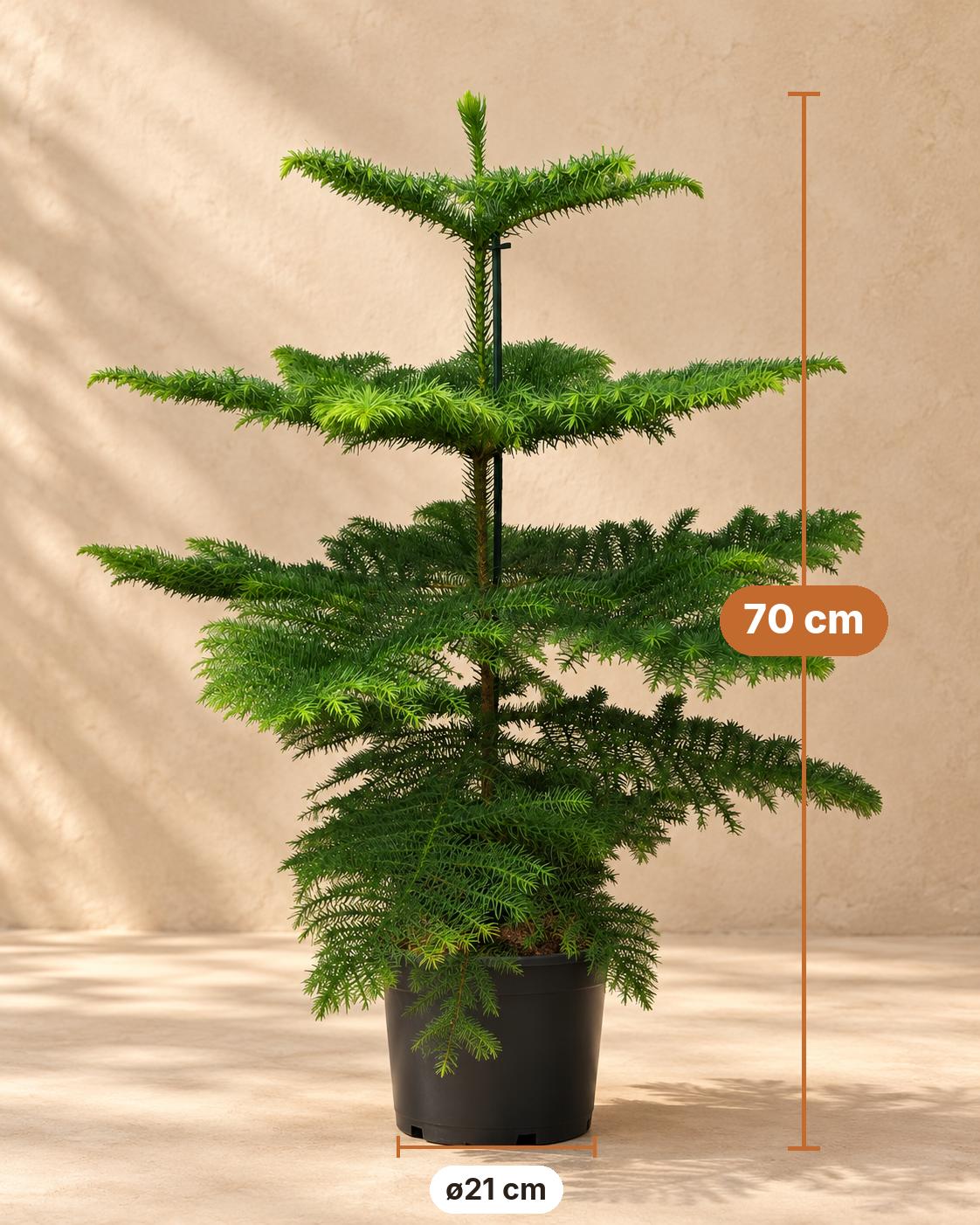 Pin de Norfolk 70 cm de haut, pot ø21 cm