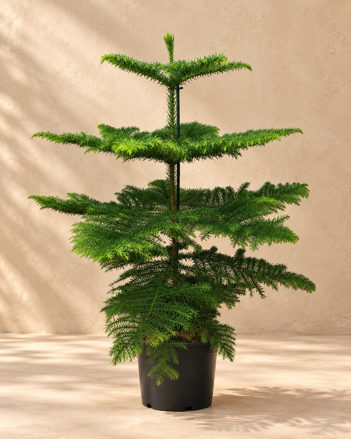 Pin de Norfolk 70 cm de haut, pot ø21 cm